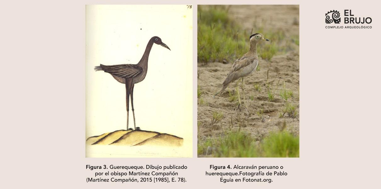 Aves y plumas norte peru - Dibujando aves: de Tschudi a Martinez Compañon